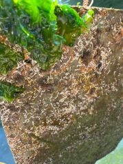 Vatoz16 Zehirli Boyası 5 Kg.